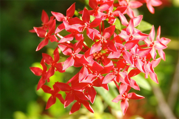 什么花最適合送給朋友(什么花最適合送給朋友女生)