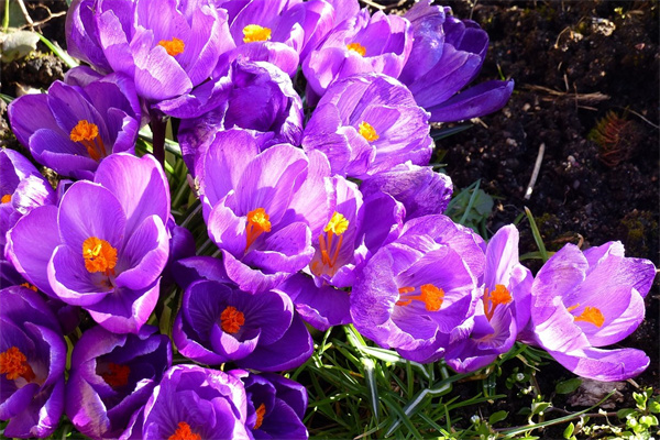 表白送哪種花(表白送什么花知乎)