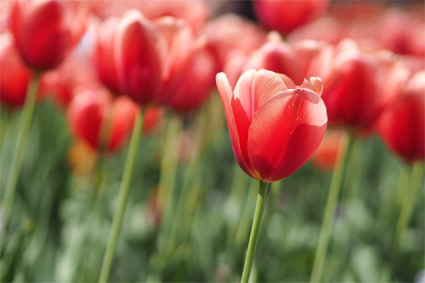 11朵真玫瑰花多少錢(11朵玫瑰花多少錢送情人)