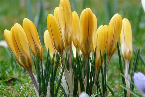 同事之間生日送什么花