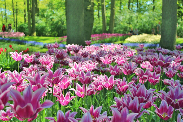 男人50歲生日送什么花(50歲男的過生日送什么花)