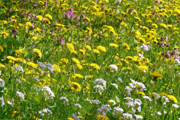 比賽勝利送什么花(慶祝比賽勝利送什么花)
