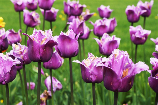 男朋友送假花(男朋友送假花我應該生氣嗎)