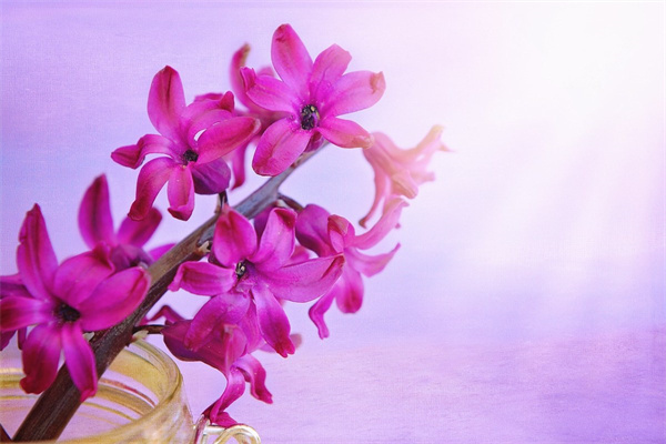 平常送女朋友什么花(日常送女朋友什么花比較好)