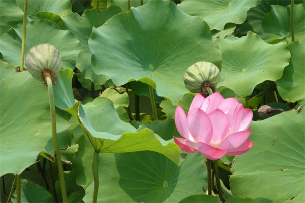 北方室內盆栽花卉(北方室內綠植盆栽)