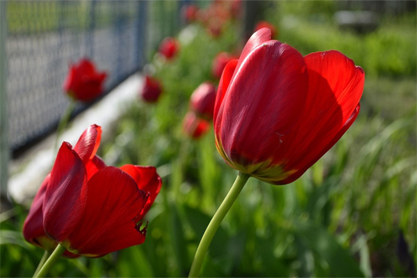 又好看又好養的多肉(又好看又好養的多肉植物)