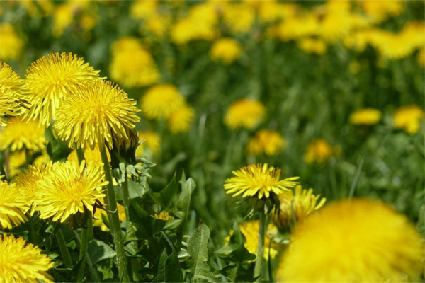 白色蓮花多肉(白色蓮花多肉圖片大全)