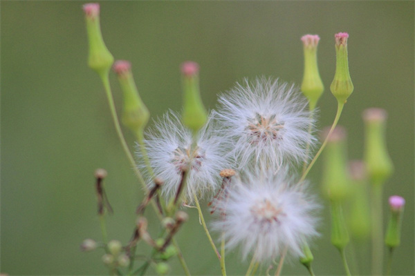 多肉一天澆多少水合適(多肉一天澆多少水合適呢)