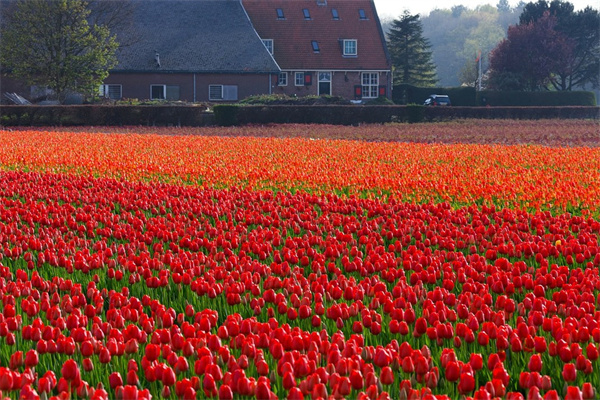 紅邊側影多肉(多肉側影又叫什么)
