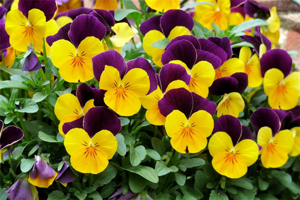 自己制作多肉花盆(多肉花盆自己制作過程)