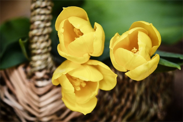 多肉開花怎么修剪(多肉開花怎么修剪視頻)