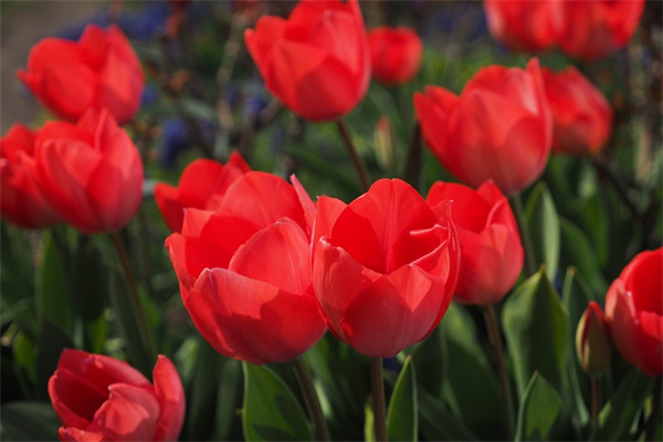 多肉植物美花角(多肉梅花角開花有多少種顏色)