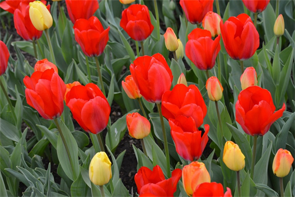 多肉開花枯萎了怎么辦(多肉開花枯萎了怎么辦呢)