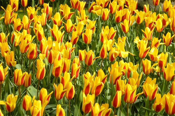 農(nóng)村怎么養(yǎng)多肉(農(nóng)村怎么養(yǎng)多肉植物)