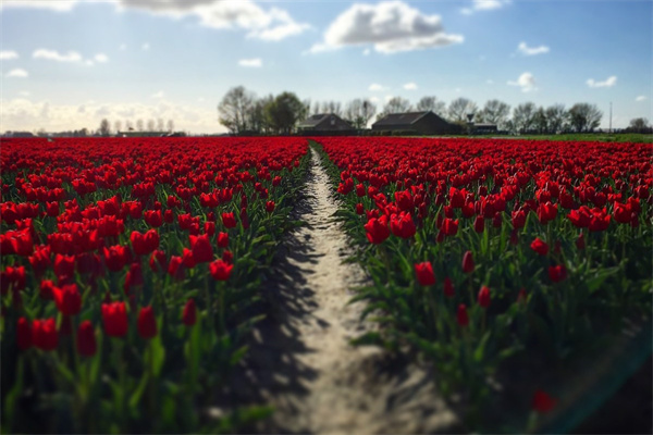 各種多肉的介紹(各種多肉的介紹作文)