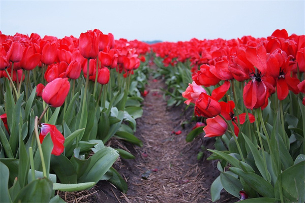什么多肉綴化值得入手(多肉綴化什么樣的品相好)
