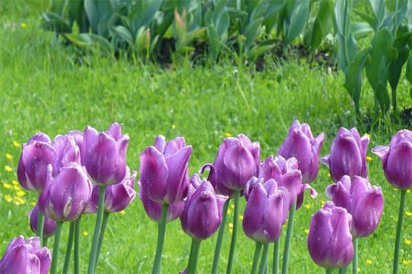 陽臺怎樣養(yǎng)多肉植物(陽臺多肉怎么擺放好看)