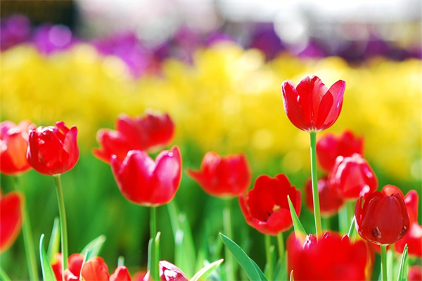 多肉花基地(多肉基地批發(fā))