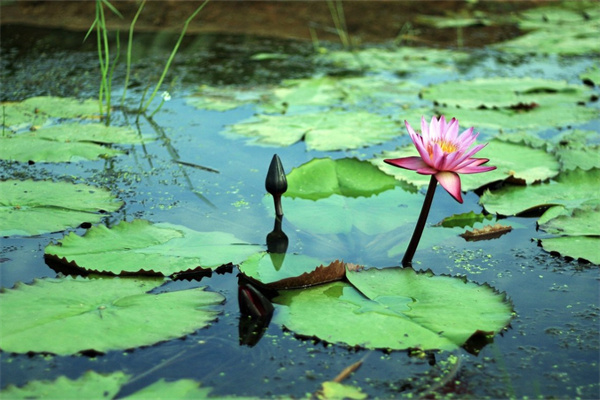 小多肉如何養成老樁(小多肉如何養成老樁圖片)