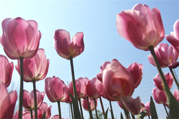 多肉法師怎么長得快(多肉法師怎樣才能爆盆)