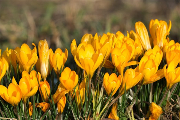 多肉小球玫瑰怎么才能養出好的狀態呢?(多肉小球玫瑰怎么才能養出好的狀態呢圖片)