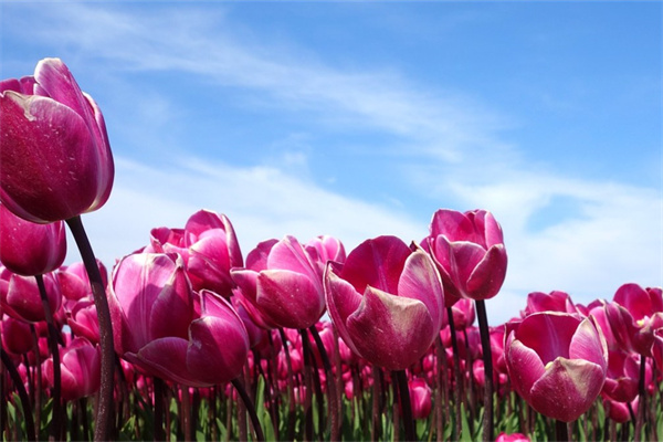 多肉植物怎么培育出來的(多肉植物怎么培育出來的視頻)