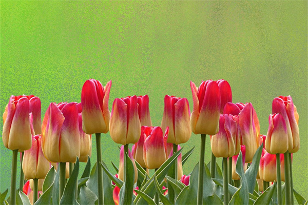 多肉紫樂小苗(多肉紫樂小苗成群怎么養)