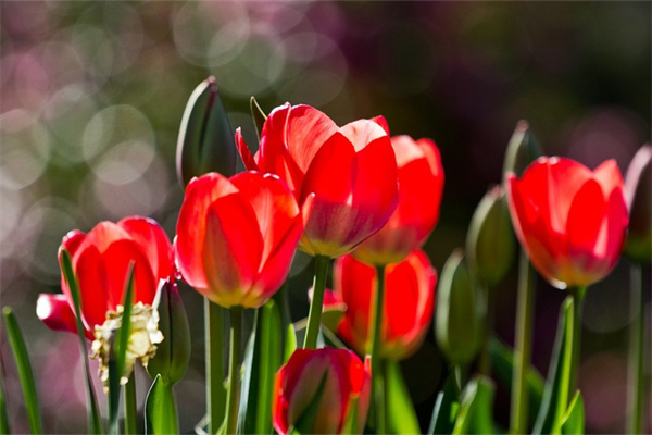 多肉可以用正常的土養嗎(多肉可以用正常的土養嗎圖片)