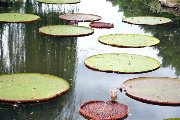 多肉廣寒宮用什么盆(多肉廣寒宮用什么盆好看)