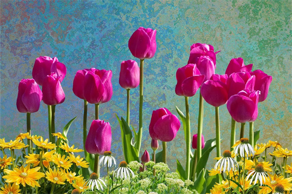 多肉可以放在臥室養嗎(多肉能放在臥室里養嗎有沒有危害)