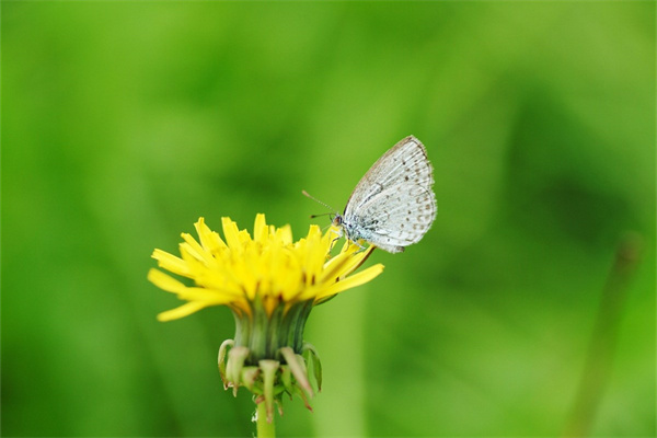 多肉買回來可以直接上盆嗎的簡單介紹