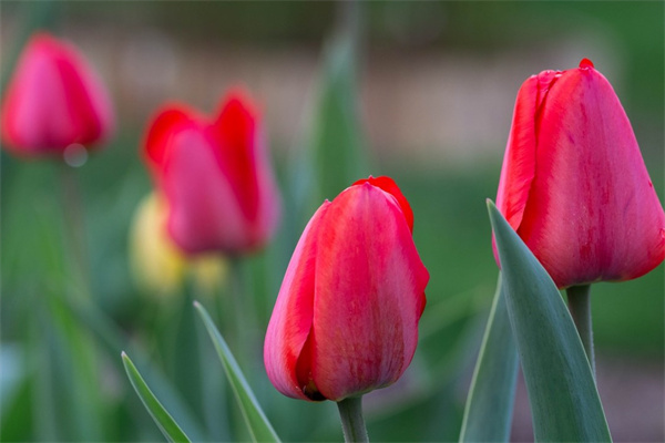 竹筒種多肉(竹筒種多肉好看嗎)