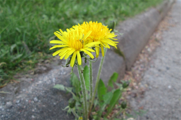 秋麗多肉的養護殖方法和技術(秋麗多肉的養護殖方法和技術視頻)