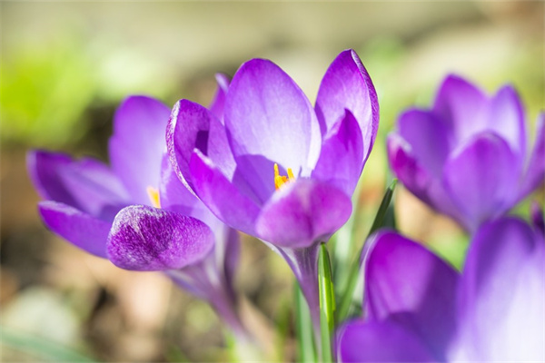 多肉網上買回來怎么養(網上多肉剛買回來怎樣養)