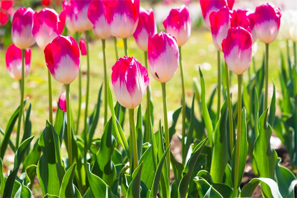 嫦娥多肉好養嗎(嫦娥多肉又叫什么)