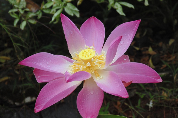 多肉生蚧殼蟲了怎么辦(多肉長蚧殼蟲了,用什么殺可以斷根)