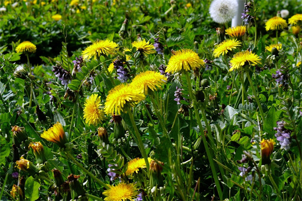 多肉冰玉小苗的養護(多肉冰玉怎么養護能變透白)