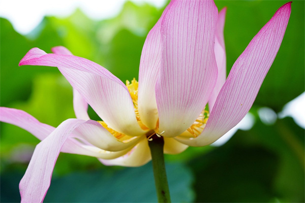 沙羅姬牡丹多肉怎么養(沙羅姬牡丹多肉怎么養護和管理)