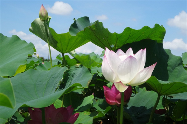 多肉長花劍(為什么多肉長花劍)