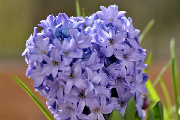多肉變皺是水澆多了還是澆少了(多肉變皺是水澆多了還是澆少了怎么辦)