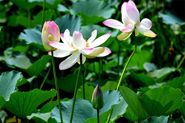 多肉植物多少天澆水(多肉植物多少天澆水合適)