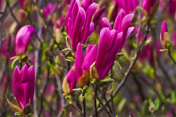 大紅袍多肉和什么像(多肉大紅袍是什么品種)