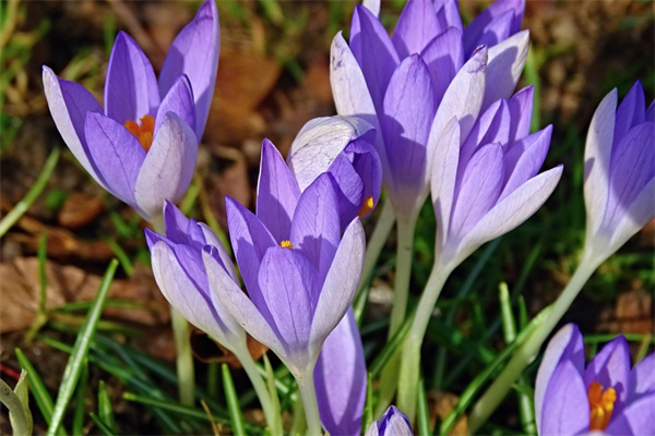 藍(lán)石蓮多肉老樁(藍(lán)石蓮多肉老樁圖片)