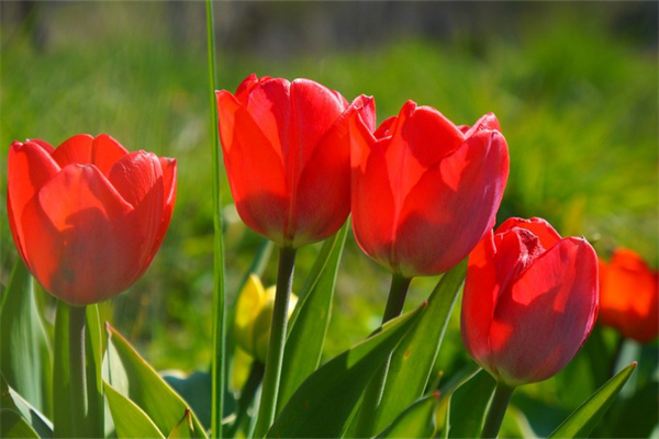玫瑰花束怎么保存時間長(玫瑰花束怎么保存時間長點)
