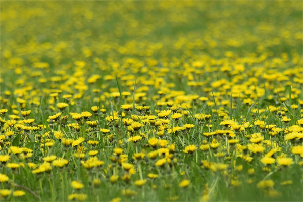 辦公室適合養的水培綠植(辦公室放什么水培植物風水好)