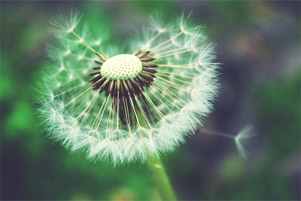 給孕婦買什么花好(給孕婦買什么花好一點)