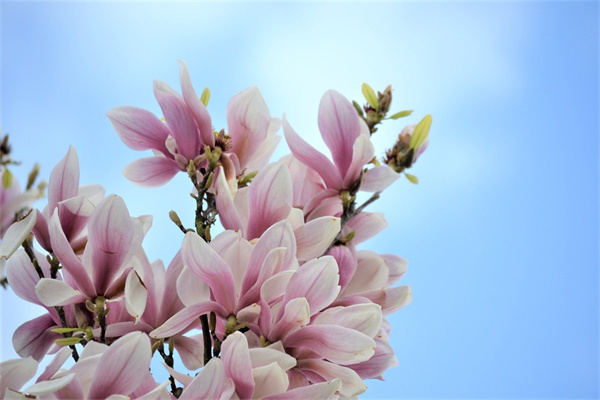 公司綠植租賃(公司綠植租賃綠植)