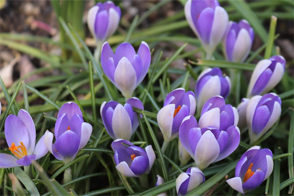 多肉獵戶座的養殖方法(多肉獵戶座的養殖方法和注意事項)