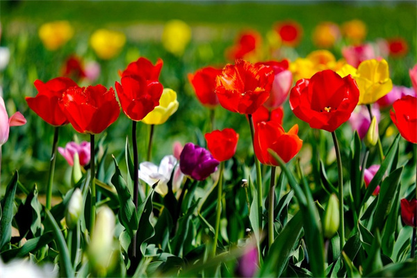 多肉扦插葉片(多肉扦插葉片朝上還是朝下)