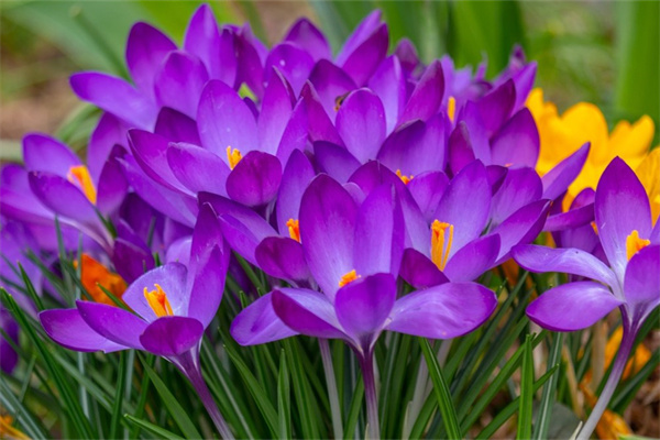 買回來的鮮花怎么處理(醒花與不醒花的區別)